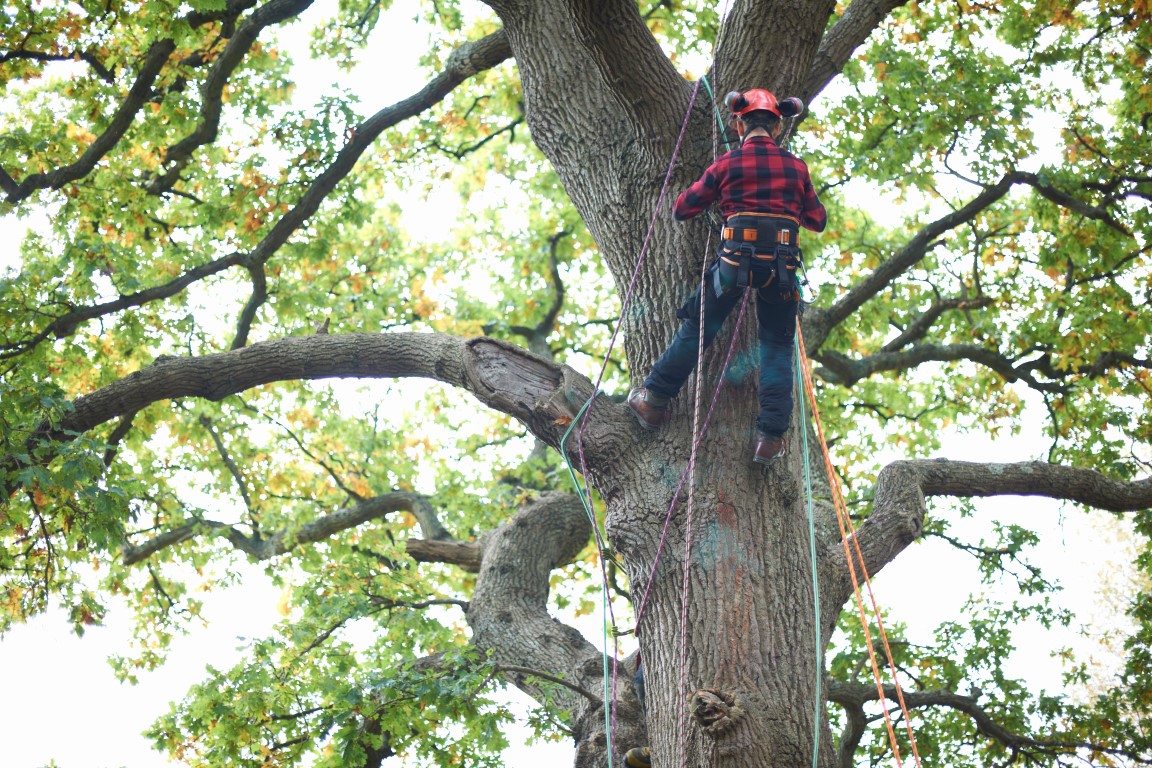 Man climbing tree to prune